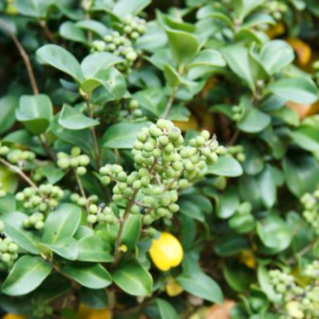 Best ashwagandha powder No.1 in Punjab